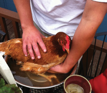 a person holding a hen in a bowl of water and epsom salt.